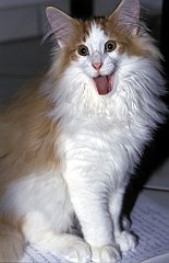 Gatti (69)